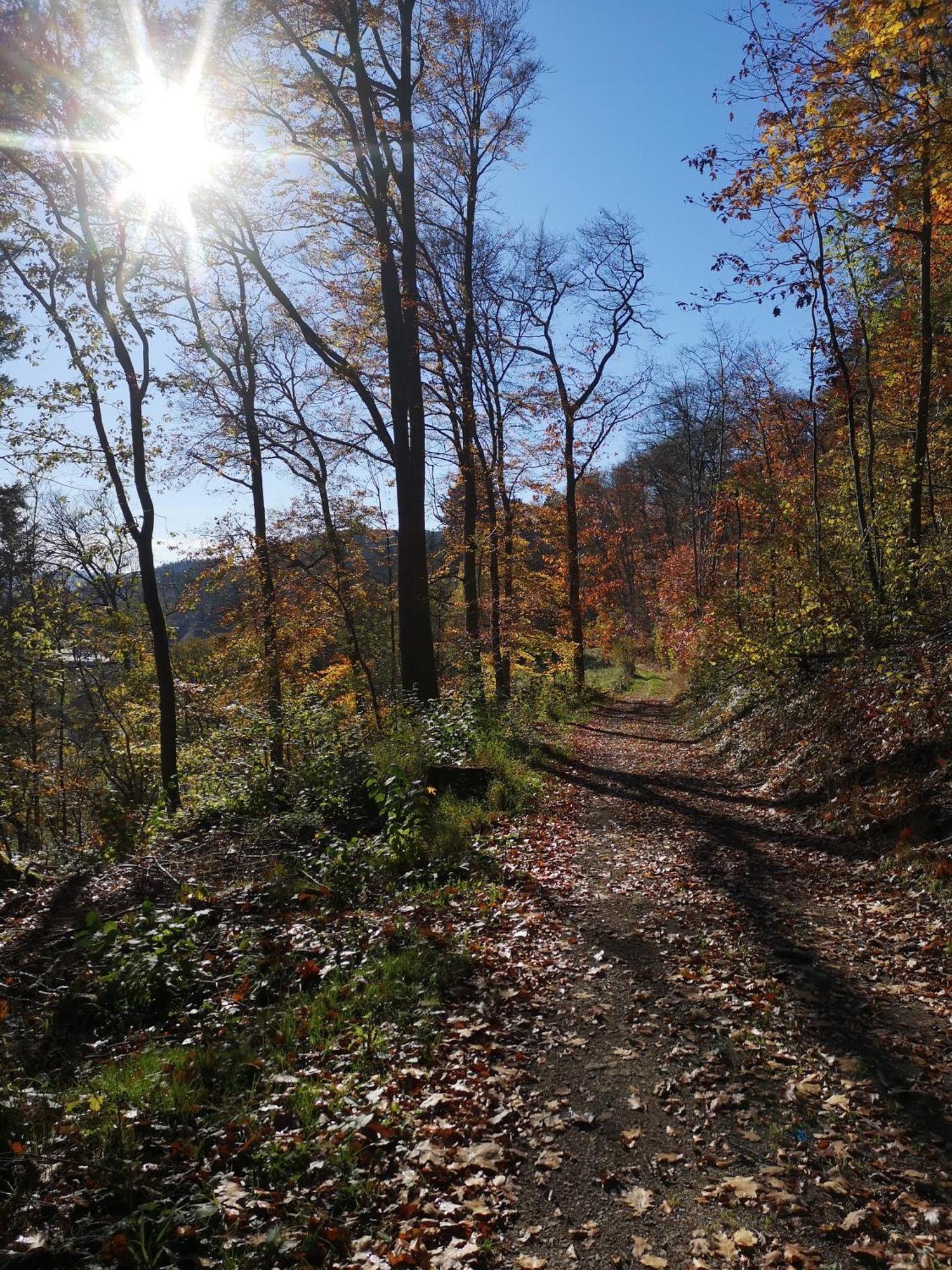 In Waldrandlage In Nationalpark / Eifel * Schleiden