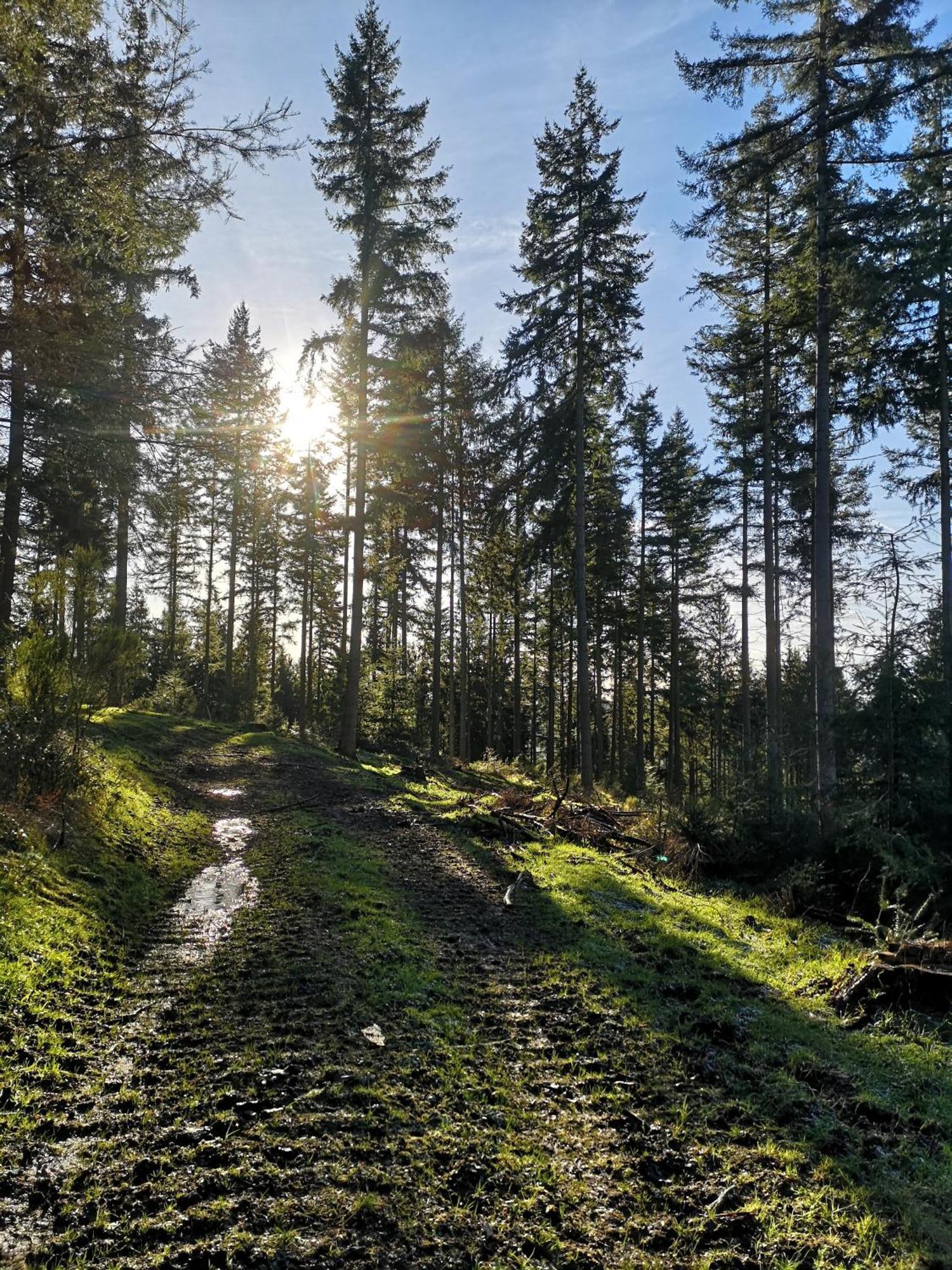 In Waldrandlage In Nationalpark / Eifel