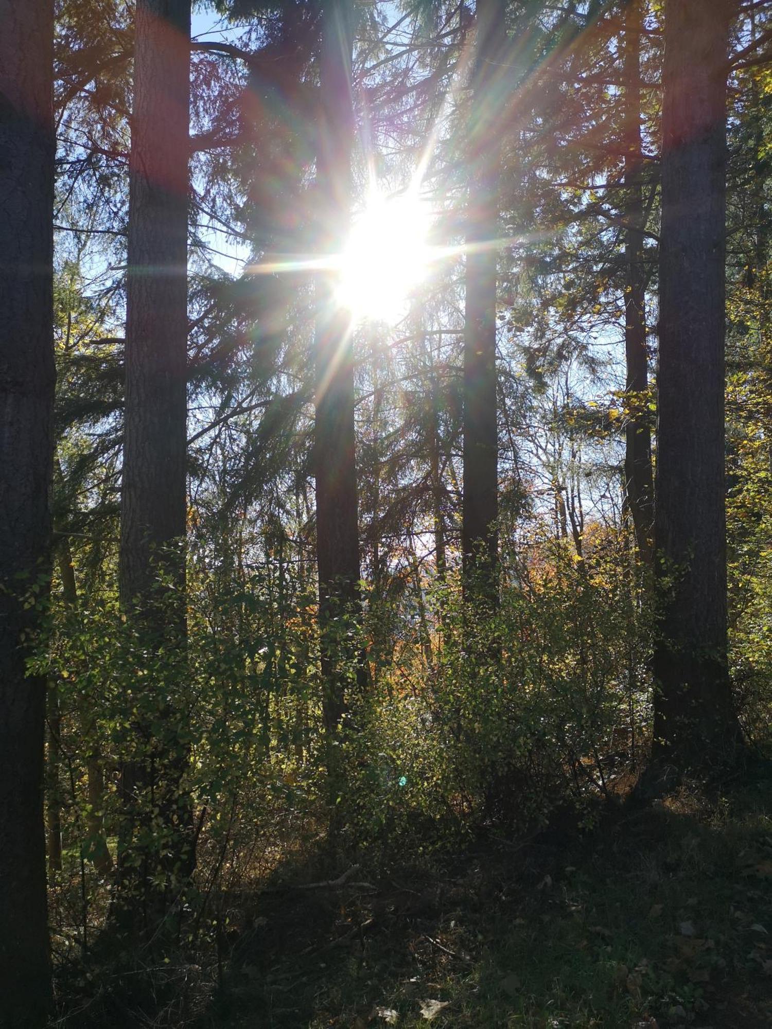 In Waldrandlage In Nationalpark / Eifel *
