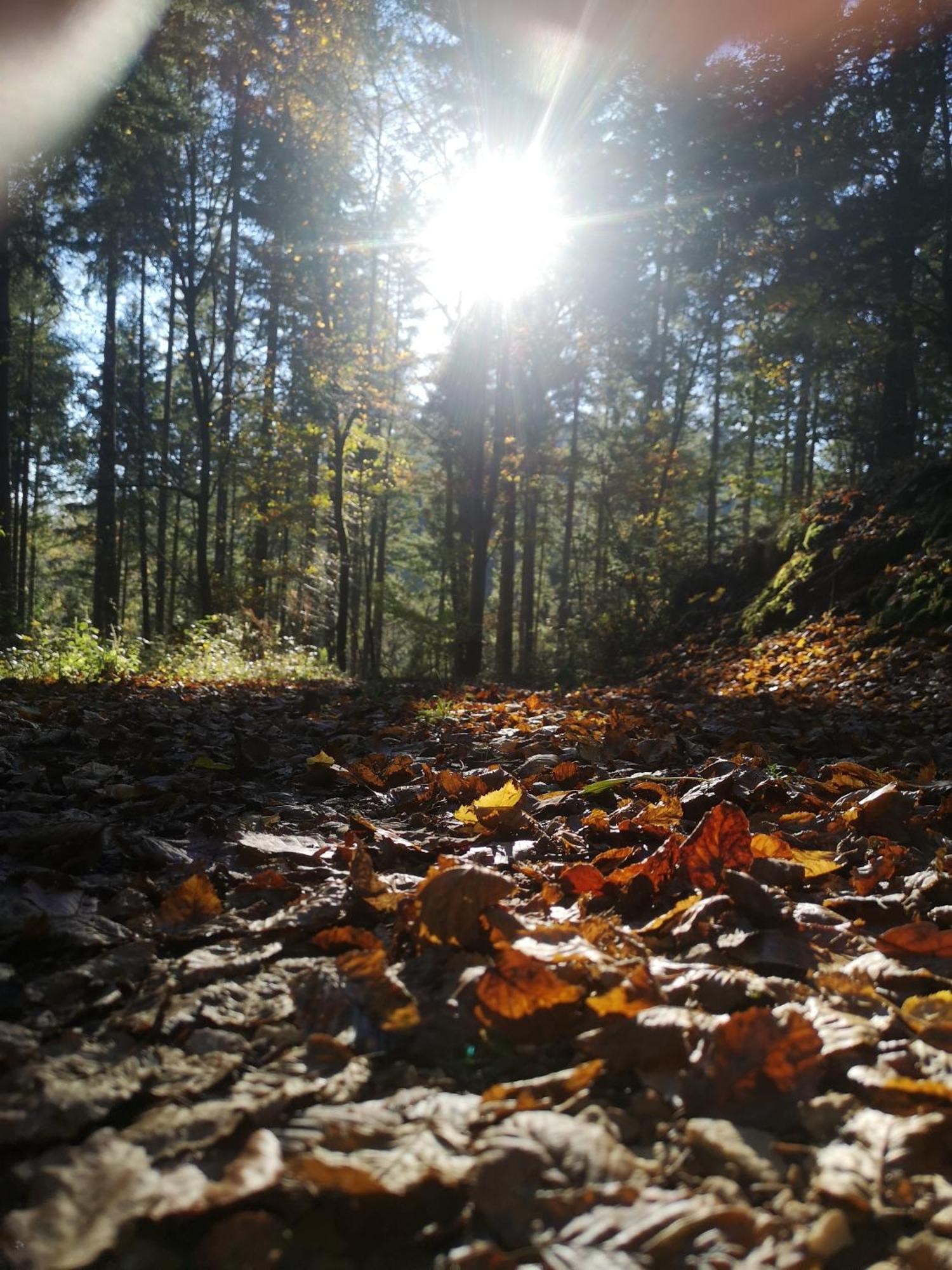 In Waldrandlage In Nationalpark / Eifel *
